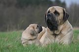 MASTIFF 163